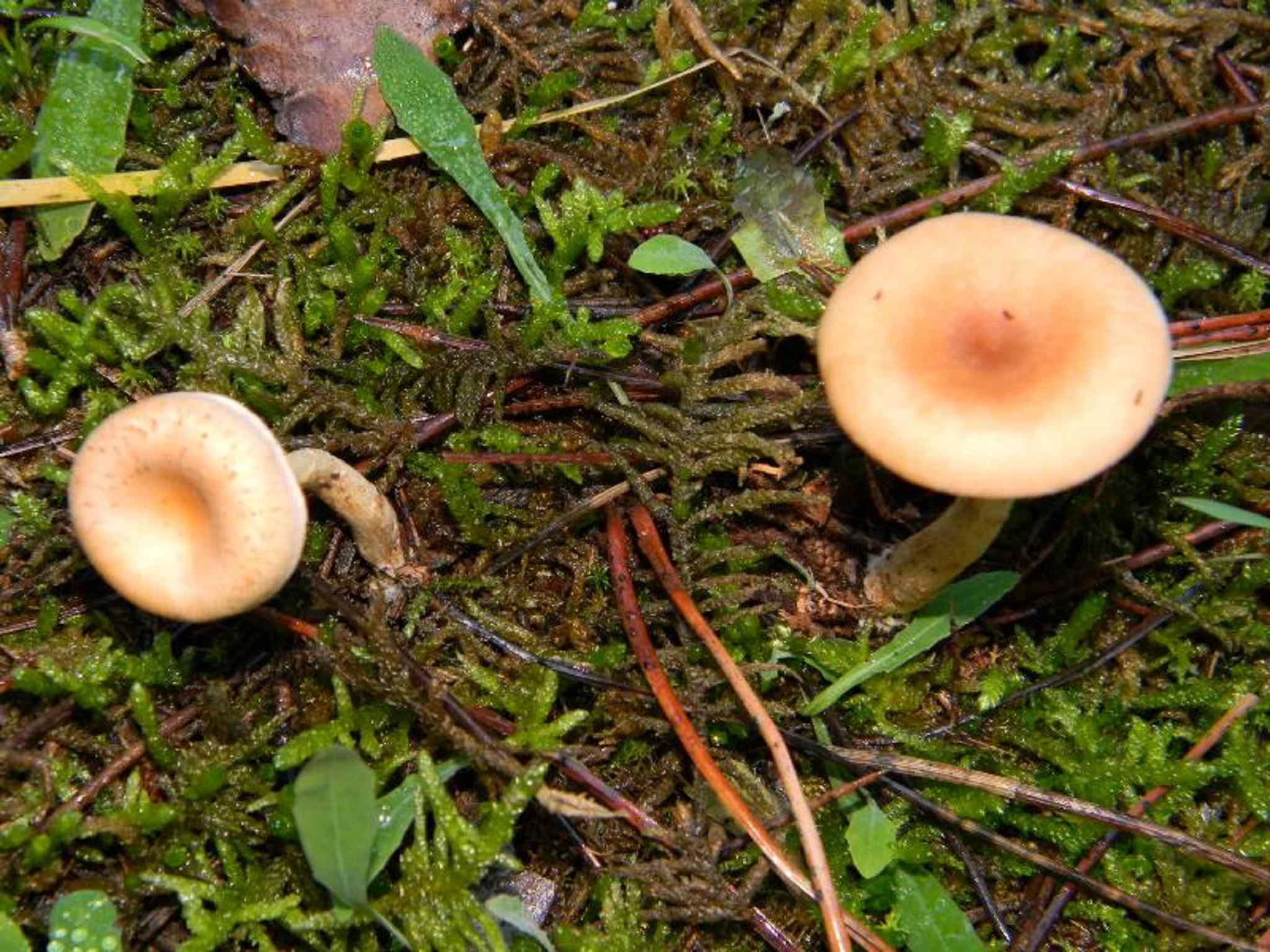 1825 Novembre vecchio ritrovamento